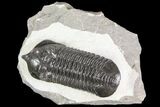 Large, Morocconites Trilobite Fossil - Morocco #85549-6